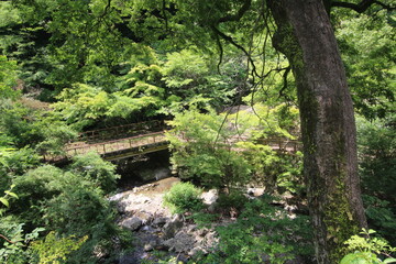 Obraz premium Mountain Valley Road Through Japanese Forest