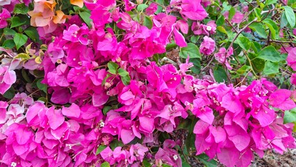pink flowers background