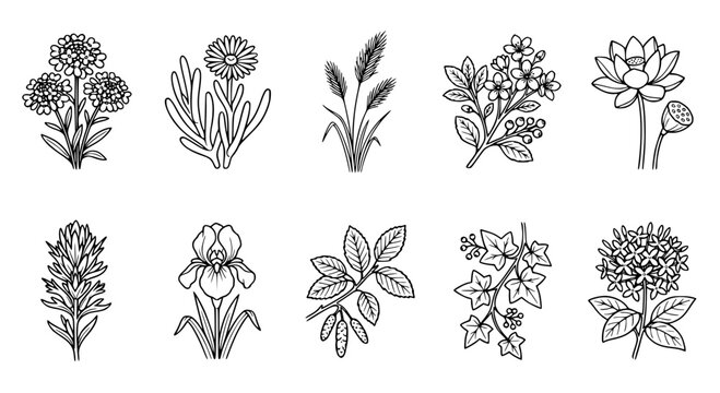 Hand drawn black and white floral collection featuring letter I plants in outline style.