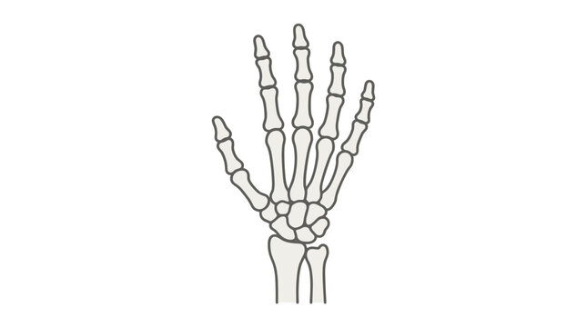 Esqueleto da M&atilde;o Humana Ilustra&ccedil;&atilde;o Anatomia Detalhada