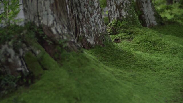 苔むした巨木の根元に広がる美しい緑の苔 静寂に包まれた森林風景 4K