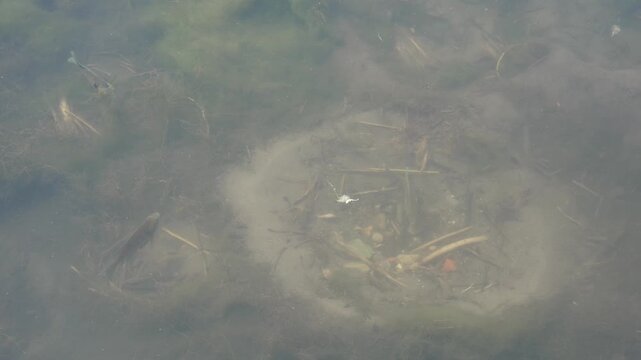 A clear underwater top-down view captures several fish, likely bass or sunfish, hovering completely stationary within their large, circular nesting depressions on a silty and debris-strewn pond bottom