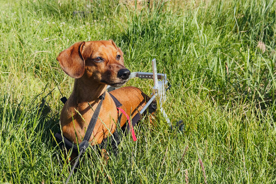 Brown dog with paralyzed legs uses mobility cart in tall grass