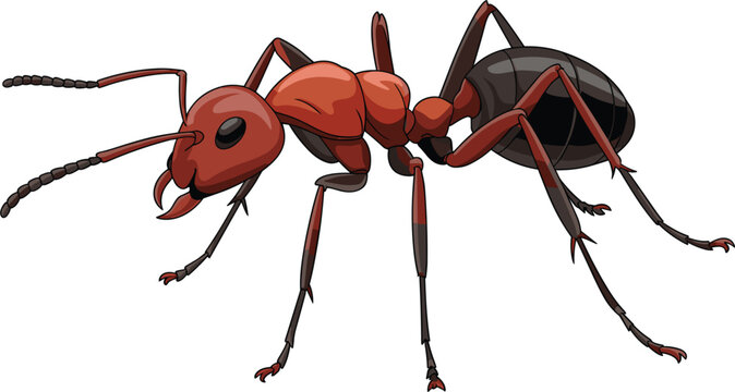 Realistic red ant illustration, detailed insect wildlife biology vector isolated on white background design