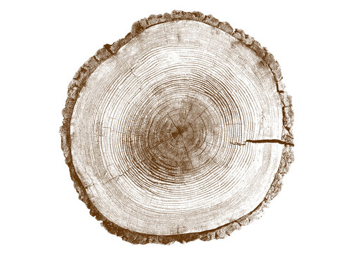 Close up view of a tree stump showing detailed growth rings and dark bark texture