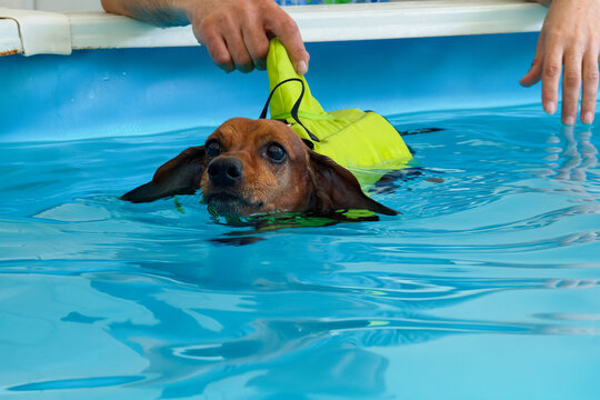 Dachshund dog with paralyzed hind legs swimming in water for rehabilitation therapy