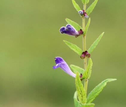 Marsh skullcap (Scutellaria galericulata) wild flowering plant