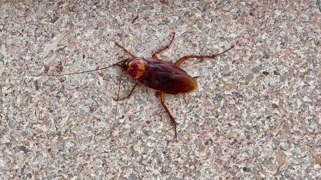 American cockroach pest resting on concrete floor