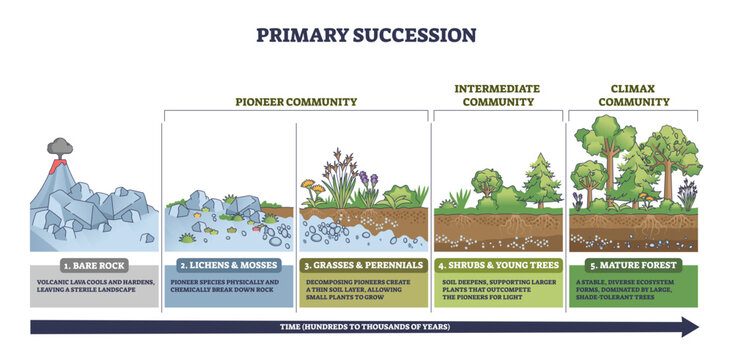 Primary succession timeline shows life starting on bare rock, then lichens and grasses leading to shrubs and mature forest, key elements, volcano, rocks, trees, transparent background