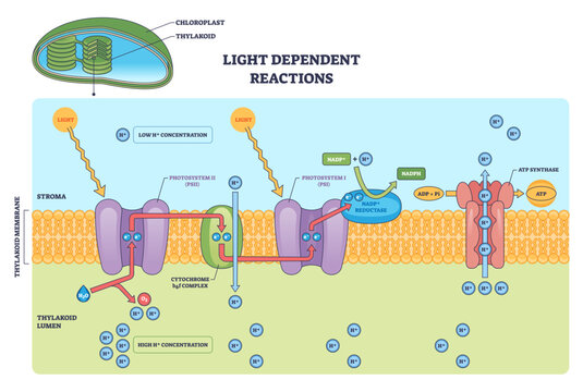 Light-dependent reactions brief outline showing photosystem II, photosystem I, and ATP synthase driving ATP and NADPH across the thylakoid membrane, transparent background
