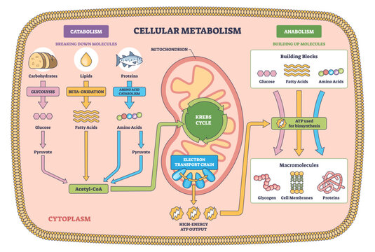 Cellular metabolism brief diagram shows mitochondrion with Krebs cycle and electron transport chain, tracing ATP flow between catabolism and anabolism, transparent background