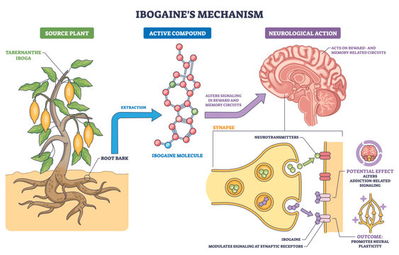 Ibogaine mechanism brief diagram showing plant source, molecule, and brain synapse pathway for neural signaling and addiction modulation, transparent background