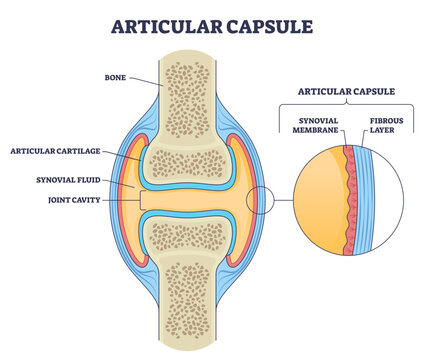Articular capsule outline shows a joint with bone ends, synovial membrane, and fluid, explaining cushioning and mobility, transparent background