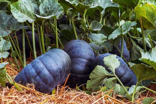 Group of large dark green Kabocha squashes growing on straw mulched soil under green leaves in organic agricultural farm field. Organic Japanese black pumpkins. Fresh harvest of large green squashes.