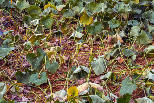 Drooping and wilted pumpkin leaves in farm affected by drought, heatwave, or water shortage condition. Drooping pumpkin patch foliage showing water shortage and heat stress. Agricultural Problem.