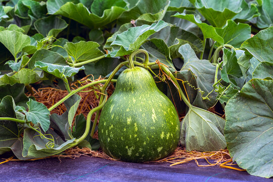 Large green pear shaped calabash bottle gourd growing on ground among lush green leaves in organic agriculture farm. Fresh Calabash Squash. Organic green gourd growing on straw mulched field in farm.