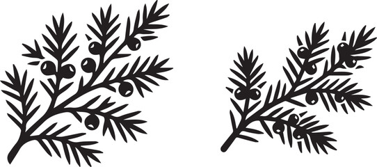 Juniper berry branch vector icon silhouette pine tree foliage © Vector 4 You