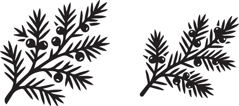 Juniper berry branch vector icon silhouette pine tree foliage