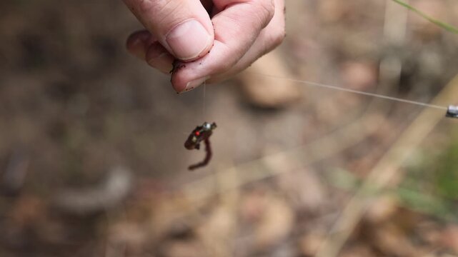 Close view of threading earthworm onto fishing hook preparing natural bait for freshwater angling showing traditional fishing technique careful hands and outdoor recreation