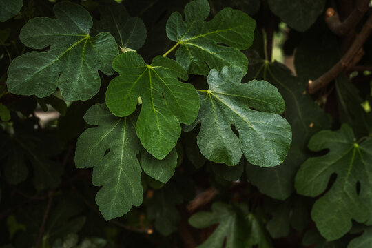 Ficus carica fig leaf close-up for concepts of botany, leaf texture and food plant identification