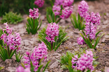 Fototapeta premium Pink hyacinth plants blooming in garden soil