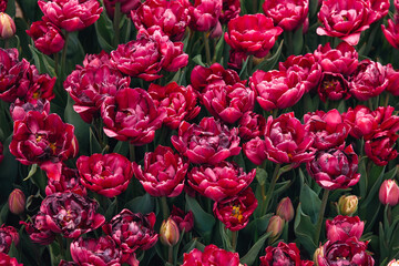 Obraz premium Double petal dark pink tulips field in bloom