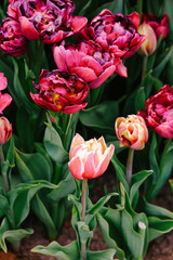 Obraz premium Double bloom pink tulips with green leaves