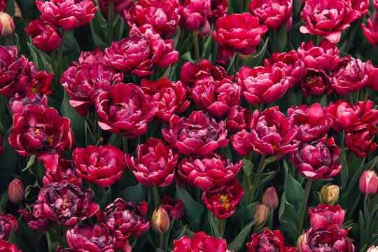 Double petal dark pink tulips field in bloom
