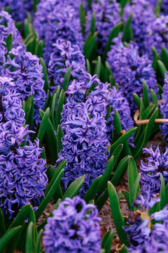 Purple hyacinth flowers growing in garden beds