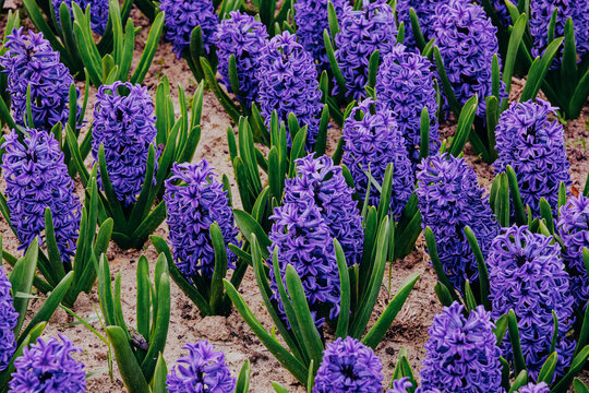 A bed of purple hyacinth flowers growing in soil