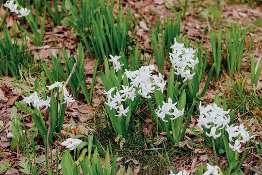 White hyacinth flowers blooming in a natural setting