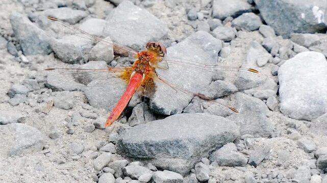 A red-veined darter dragonfly rests on gravelly ground. The insect is brightly coloured, contrasting with the grey and white tones of the gravel.