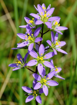 Purple common milkwort flowers grow in green meadow grass. Wild plants bloom with violet petals, yellow centers during springtime sunny day. Small botanical flora field nature life spring season
