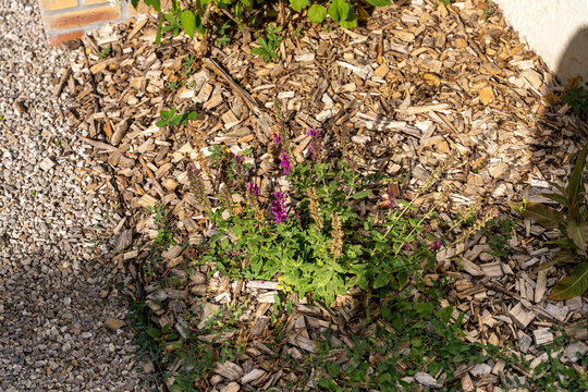 Une plante de sauge des bois aux fleurs violettes pousse au milieu d'un massif de jardin recouvert d'un paillage de copeaux de bois clairs.
