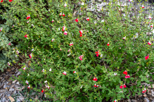 Une sauge arbustive en pleine floraison printani&egrave;re dans un jardin, d&eacute;voilant ses petites fleurs bicolores rouges et blanches caract&eacute;ristiques.