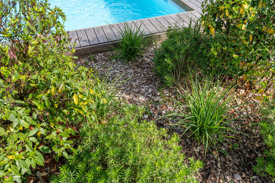 Un am&eacute;nagement paysager moderne en bord de piscine m&ecirc;lant des plantes m&eacute;diterran&eacute;ennes, des gramin&eacute;es et un paillage min&eacute;ral sous une lumi&egrave;re estivale.