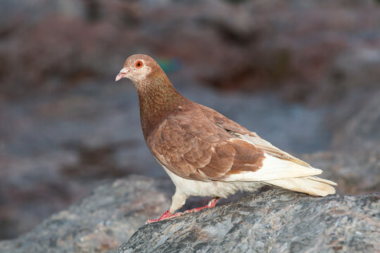 Brown and white pigeon perched on a rock in Athens, Greece, captured in soft evening light with detailed plumage and a natural stone backdrop.