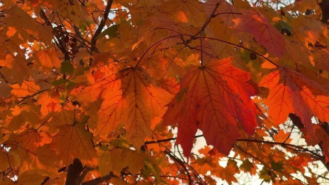 Red and Orange Autumn Maple Leaves Swaying in the Wind