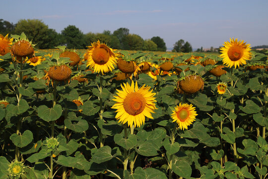 A vast sunflower field with yellow blooms and green foliage under a clear sky, evoking summer warmth, rural beauty and natural abundance. Ideal for backgrounds, agriculture and floral concepts.