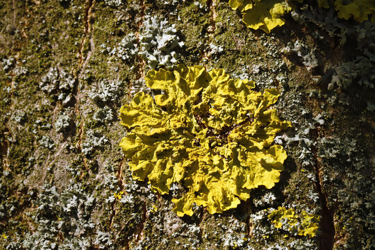 Bright yellow foliose lichen spreads across rough tree bark, surrounded by pale crustose lichen and moss, creating  natural texture and contrast in sunlight for botanical study and nature imagery.