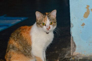 a cute tabby cat  © Eko