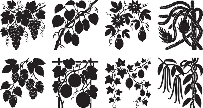 Black silhouette collection of fruit vines including grapes kiwi passionfruit dragon fruit hops and vanilla plants