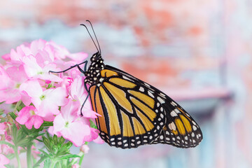 Side view of a monarch butterfly (danaus plexippus) on a pink verbena flower.  © Corry Anne