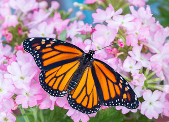 Macro of a Monarch butterfly (danaus plexippus) on pink verbena flowers. Top view with wings spread open.  © Corry Anne