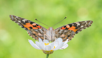 Macro of a painted lady butterfly (vanessa cardui) feeding on a white daisy flower with wings spread. Front view, on a natural green background. © Corry Anne