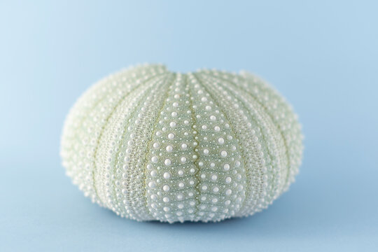 A cleaned and bleached Sea Urchin / Kina shell