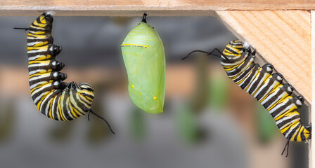 Macro of the monarch butterfly (danaus plexippus) in different stages of metamorphosis.  A chrysalis with two caterpillars that are transforming to J's.   © Corry Anne