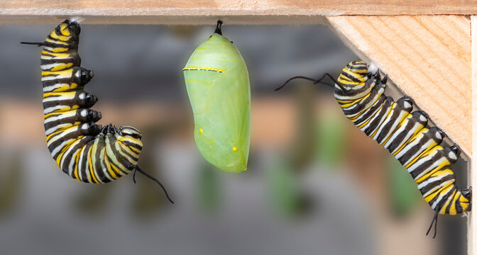 Macro of the monarch butterfly (danaus plexippus) in different stages of metamorphosis.  A chrysalis with two caterpillars that are transforming to J's.  