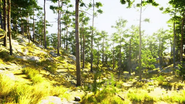 Sunlit pine forest clearing bathed in warm morning light, dappled sunbeams filtering through tall conifer canopy, soft mossy ground with scattered rocks, gentle