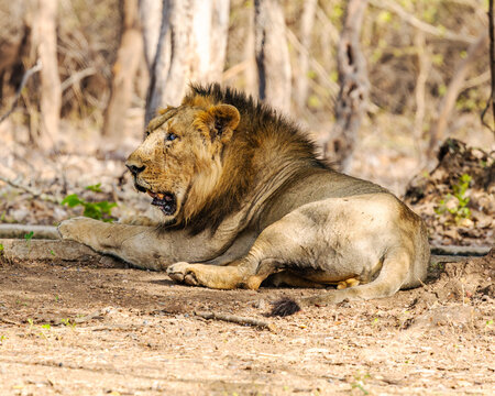 A majestic male Asiatic lion rests with quiet confidence, showcasing its powerful physique and regal presence. Calm yet alert, it embodies the strength of Gir Forest's legendary apex predator.
